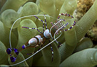 33. Camarón Limpiador (Periclimenes yucatanicus )_Quetzalli Sotelo Schuelkes.jpg