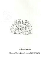 MARL0444 Millepora squarrosa.jpg