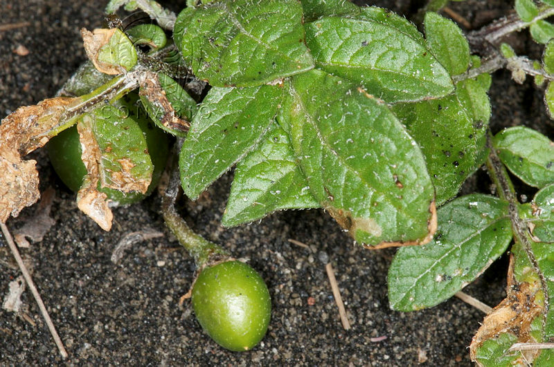 Solanum (Solanum) demissum