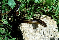 HBB0194 Coniophanes schmidti.jpg