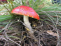 JCB0001 Amanita muscaria.jpg