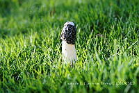 LCF0223 Phallus impudicus.jpg