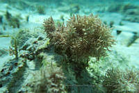 BDPyJCPP026 Liagora mucosa.jpg