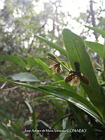 JAdNV0124 Prosthechea livida.JPG