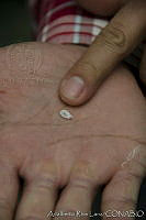 ARL00168 Dactylopius coccus.jpg