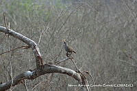 MAGB 0039 Callipepla douglasii.JPG