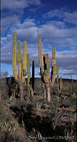 JHC0067  El Vizcaíno, Baja Califonia Sur.jpg