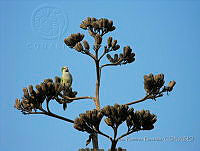 PRB0772 Myiopsitta monachus.jpg