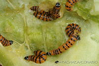 OIEA0018 Cactoblastis cactorum.jpg