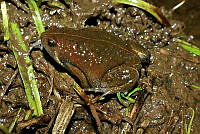 LAMA009 Hypopachus barberi.jpg