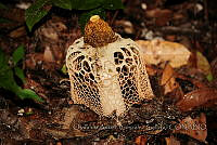 OAGG002 Phallus indusiatus.JPG