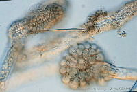 UNAMGAMZ-24 Cyanocystis mexicana.jpg