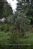 SG019 0246 Opuntia cochenillifera.jpg