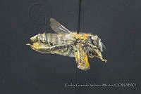 CGVM1207 Megachile sp A.jpg