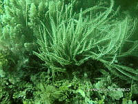 NE018 0078 Pterogorgia.jpg