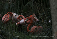 MASM06308 Phoenicopterus ruber.jpg