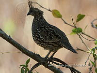 MCS IM0049 Callipepla douglasii ssp. vanderbilti.jpg