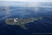 CNS0908 Rhincodon typus.jpg