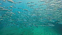 CCR 0010 Caranx sexfasciatus.jpg