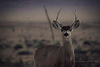 AS01 Odocoileus hemionus.jpg