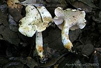 AKL0023 Hydnum albidum.jpg