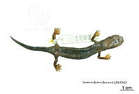 ME006 herp SCLC 0264 Bolitoglossa franklini - (Schmidt, 1936).jpg