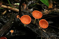 ERZ02 Cookeina sp..jpg