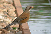 MGaves 468 Turdus rufopalliatus.jpg