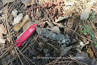 HVBR0012 Lynx rufus.JPG