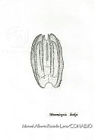 MARL0447 Mnemiopsis leidyi.jpg