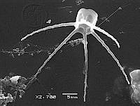 DUHB0045 Bacteriastrum elongatum.png