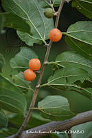 RRR0218 Celtis iguanaea.jpg