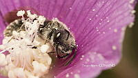 SM0356 Andrena.jpg