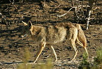 CNS0181 Canis latrans.jpg