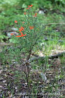 JJBC0071 Bouvardia ternifolia.JPG
