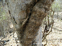 MEGA 0809 Dolichandra unguis-cati.JPG