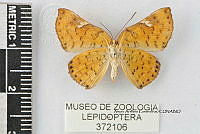 JF018 0731 Emesis emesia.jpg