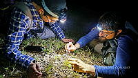 WI005 0083 Tliltocatl schroederi.jpg