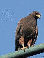 CGL1678 Parabuteo unicinctus.jpg