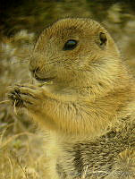 ACR0016 Cynomys mexicanus.jpg