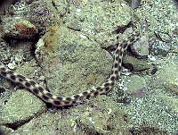 CMGV0086 Myrichthys tigrinus.jpg