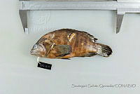 SGQ1229 Cephalopholis panamensis.jpg