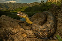 CROO06 Nerodia rhombifer.JPG