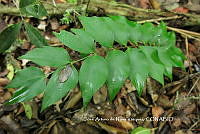 JAdNV0036 Zamia fischeri.JPG