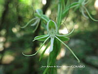 JAdNV0045 Habenaria novemfida.JPG