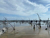 UM001 0008 Avicennia germinans.jpg