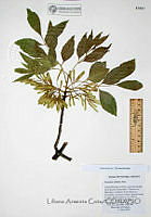 LAC004 Fraxinus velutina.JPG