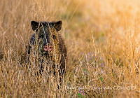 DGZV001 Dicotyles tajacu.jpg