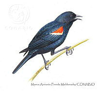 MAPM0808 Agelaius phoeniceus.jpg