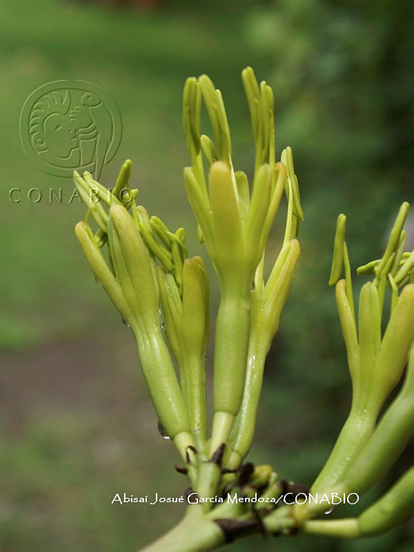 AJGM0092%20Agave%20isthmensis.JPG.nyeMob 1McmlK thQA3g0JtbmFja29CbnFuZ3NAbXJ6LGtwZwA.Nfd H yJh1